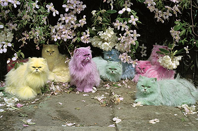 COLOUR COLOUR