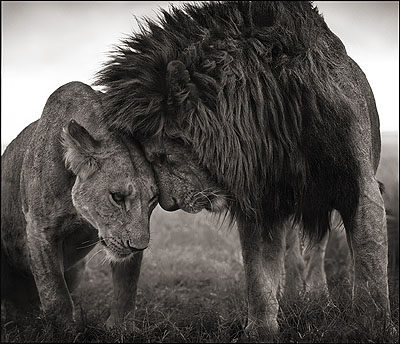 © Nick Brandt, Lions Head to Head