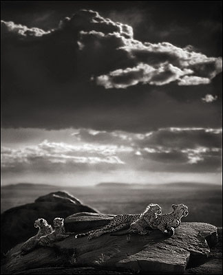 © Nick Brandt, Cheetah & Cubs Lying on Rock, Serengeti 2007