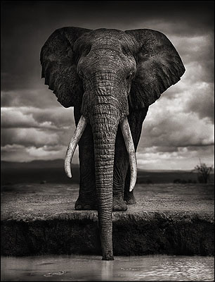 © Nick Brandt, Elephant Drinking, Amboseli 2007