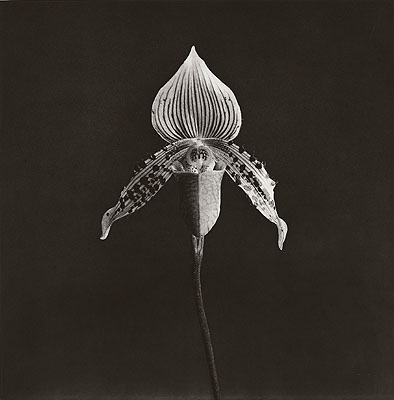 Robert MapplethorpeOrchid. 1987 Photogravure on vellum. 83 x 82 cm (114 x 97 cm). Lot 242 / € 14 000Auction 949 Photography
