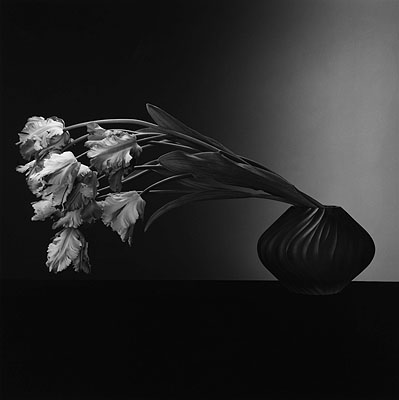 Robert Mapplethorpe: ParrotTulips, 1988 © 2010 Robert Mapplethorpe Foundation