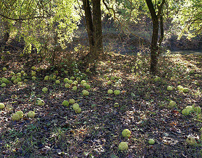 Around Copan, OK, USA 2008 © Cuny Janssen