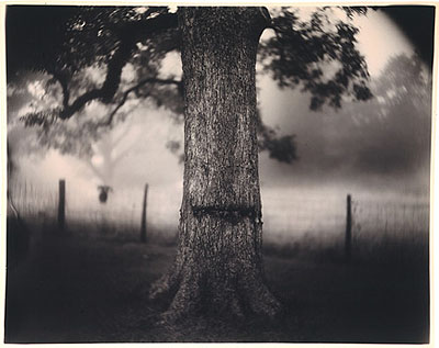 Sally Mann, Scarred Tree. De la série « Deep South », 1996 © Sally Mann. Courtesy Gagosian Gallery, New York
