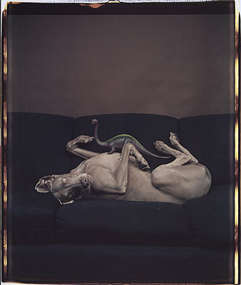William Wegman, 1987 © Polaroid collection