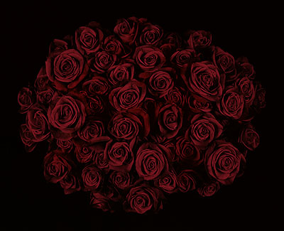 GUIDO MOCAFICORoses II2009Edition von 18Chromogenic Print81 x 100 cm