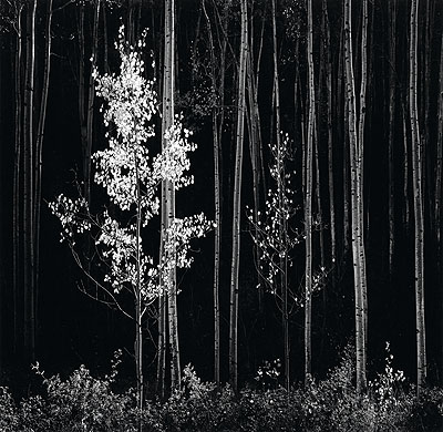 Ansel Adams, Aspens, Northern New Mexico, silver print, 1958; printed late 1960s. Estimate: $20,000 to 30,000. © Center for Creative Photography, University of Arizona