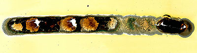 © Sonne 165, 220 x 60 cm, 2009