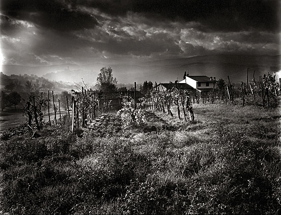 Champ de vigne, novembre 2008 © Olivier Mériel