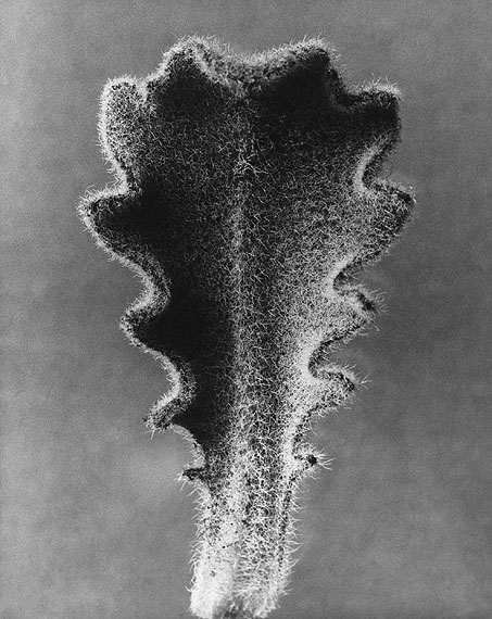 Hypochaeris radicata, Catsear, Young rosette leaf n.d./ Karl Blossfeldt, long term loan of Berlin University of the Arts at Die Photographische Sammlung/SK Stiftung Kultur, Cologne