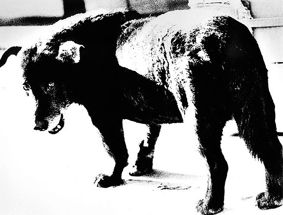 © Daido MoriyamaStray Dog, Misawa, Aomori Prefecture, 1971Silver gelatin print10x14 inches