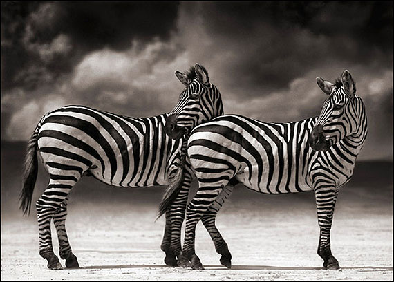 Nick Brandt, Zebras Turning Heads, Ngorongoro Crater, 2005