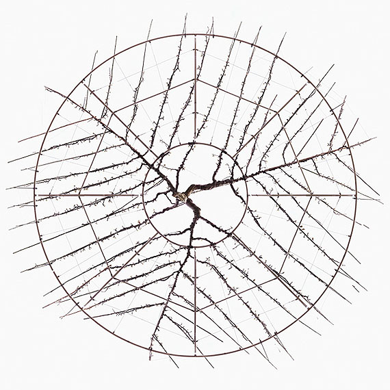 Untitled (Pear Tree), 2010, Inkjetprint, 150 x 150 cm