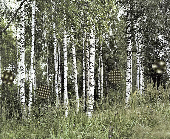 Birches, from the series Grey Diary, 2006-08Digital C-print (Lambda) on aluminium42 x 53 cmEdition of 52008 © Niina Vatanen / courtesy Gallery TAIK