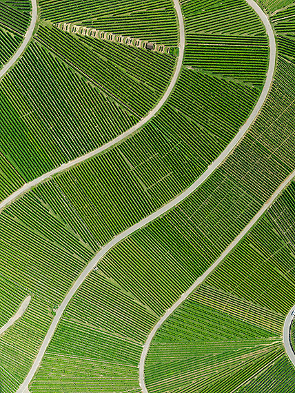 &bdquo;Weinberg&ldquo; (2009), aus der Serie &bdquo;Field 03, Culture Land&ldquo; Lambda-Print, Diasec, 160x120 cm, Edition 6