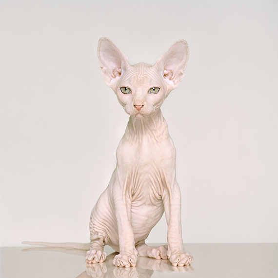 Sphynx, 2011lightjet print 100 x 100cm