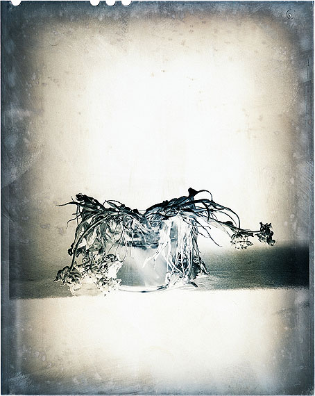 Blume 2009 © Walter Schels