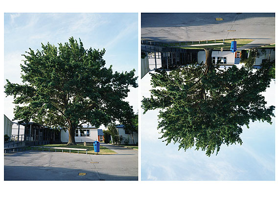 Ann SheltonSeedling, Lovelock's 'Hitler-Oak', Timaru Boys High School, New ZealandC PrintDimensions Variable2005-2010