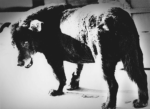 Aomori, 1971 © Daido Moriyama, courtesy Polka Galerie
