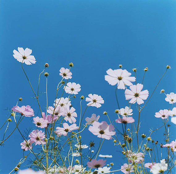 Rinko Kawauchi, Untitled (from the series "Aila"), 2004courtesy Galerie Priska Pasquer, K&ouml;ln