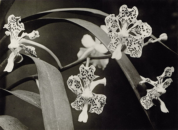 Lot 4328 Albert Renger-Patzsch. &bdquo;Vanda tricolor&ldquo;, 1924