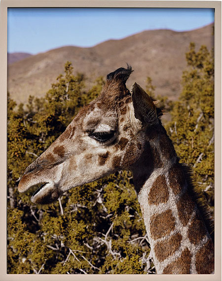 ELAD LASSRY, Giraffela Biennale di Venezia © 2011