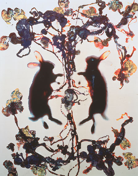 Love, 1993,Cibachrome photogram,124.5 x 98.4 cm,Unique piece,Courtesy Cheim & Read, New York  &copy; Adam Fuss