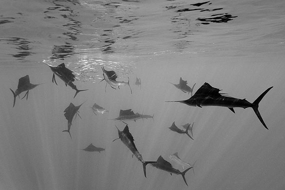 World Press Photo 11 World Press Photo 11