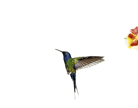Sanna KannistoHummingbird flight: Eupetomena macroura (Detail), 2005