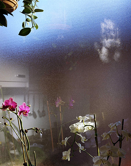 Jessica BackhausOrchids in Salzburg2006Courtesy the artist und Robert Morat Galerie, Hamburg/Berlin