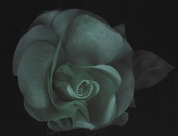 Fiona PardingtonJack Rahi's RoseInkjet print on hahnemule cotton ragEdition of 102011&copy; Fiona Pardington