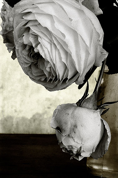 Flowers Flowers