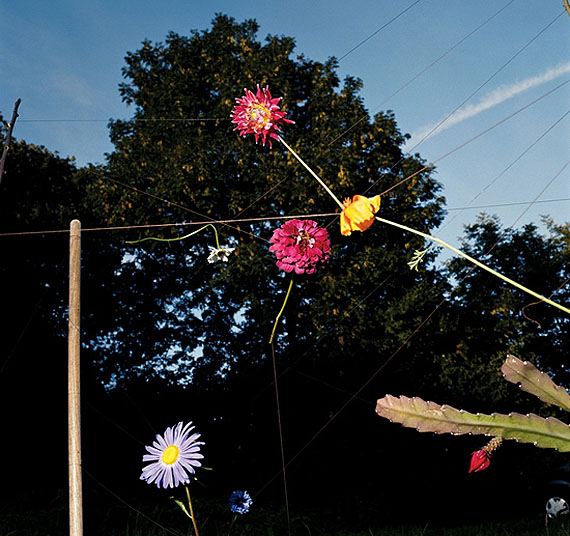 Flowers Flowers