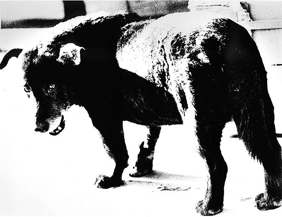 Daido Moriyama: Misawa (Stray Dog), 1971 © Daido Moriyama, courtesy Galerie Priska Pasquer, Cologne