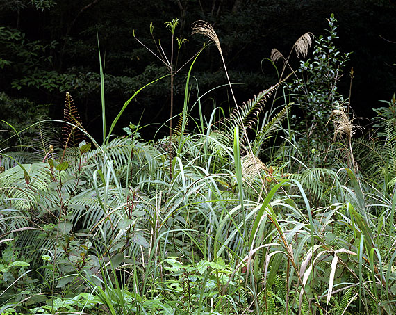 Cuny Janssen: Amami Island, Japan, 2007© Photographien | Photographs: Cuny Janssen, 2011