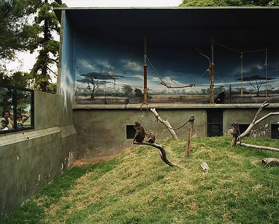 Richard Billingham, Mandrils, 2005 © Courtesy Galeria La Fabrica, Madrid
