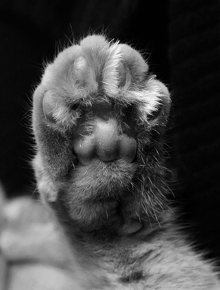 &copy; Julia KisinaAgainst a policy"M.Bakunin"