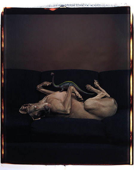 William WegmanUntitled1987, Polaroid Polacolor20 x 24