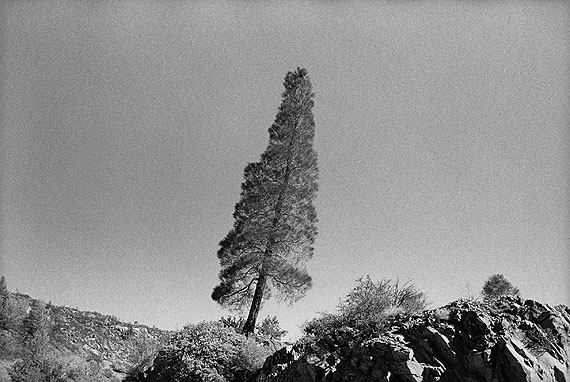 Shannon EbnerLeaning Tree, 2002-2008Chromogenic printCourtesy kaufmann repetto, MilanRepresented by : Kaufmann Repetto