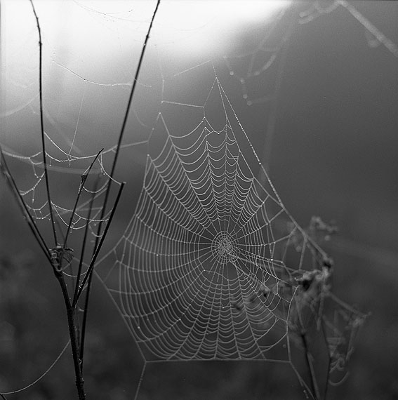 © Sally Gall