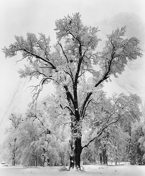 Ansel Adams GalleryAnsel Adams, Oak Tree, Snow Storm, 1948