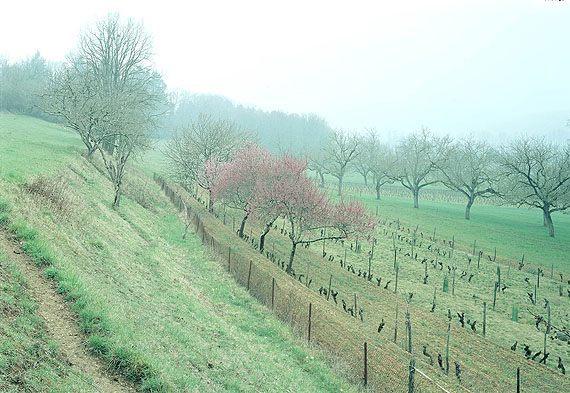 Bei Lascaux (Landschaft mit bl&uuml;henden Pfirsichblumen) Montignac, Dordogne 2009&copy; Simone Nieweg 
