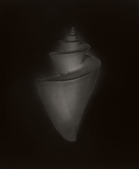 Thatcheria mirabilis, Honshu, Japan &copy; Christian von Alvensleben: Gelatin silver, handmade enlargement, Sabatier effect, selenium toned, 50 x 60 cm, limited edition of 2 prints + 1 AP