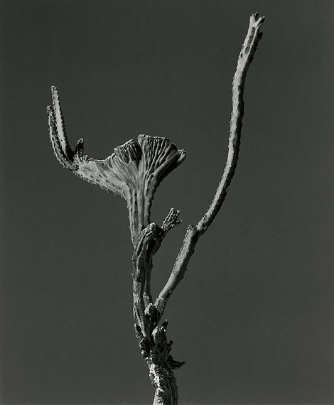 Cactaccae, Monvillea, Mexico &copy; Christian von Alvensleben: Gelatin silver, handmade enlargement, selenium toned, 50 x 60 cm, limited edition of 2 prints + 1 AP