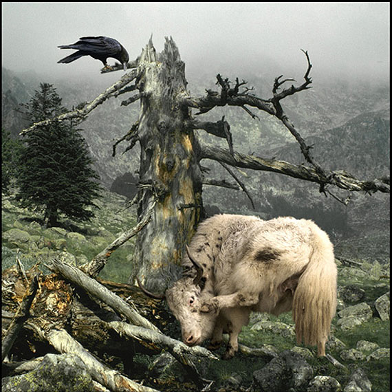 Yack and Crow, 1994, Bestiary © Frank Horvat  |  www.horvatland.com