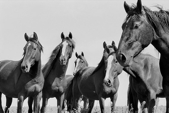 Herd of Wild Horses, Argentina, 1964 © René Burri / Magnum Photos