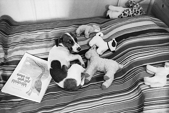 THE FAMILY OF DOG THE FAMILY OF DOG