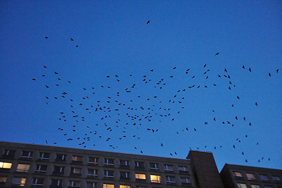 Photo Göran Gnaudschun