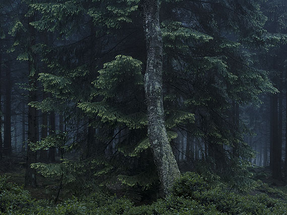 Michael Lange in der Ausstellung "Mythos Wald"