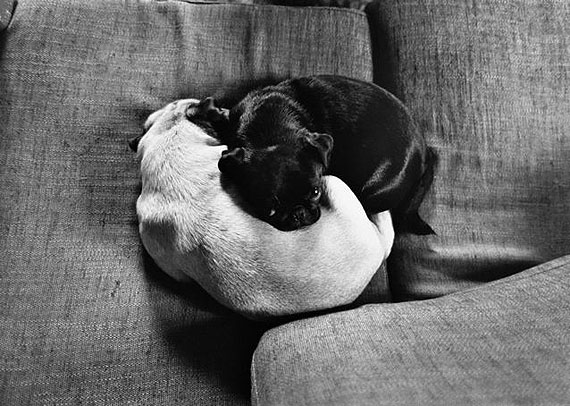 THE FAMILY OF DOG THE FAMILY OF DOG